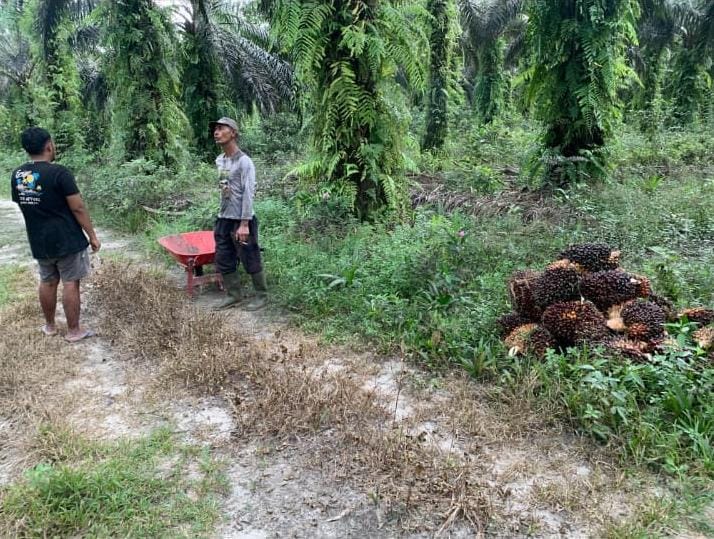 Para Ahli Waris Tuntut Ganti Rugi Materiil atas Dugaan Pencurian dan Perampasan Sawit Milik Almarhum Tayuri oleh Budiaji Selama 12 Tahun